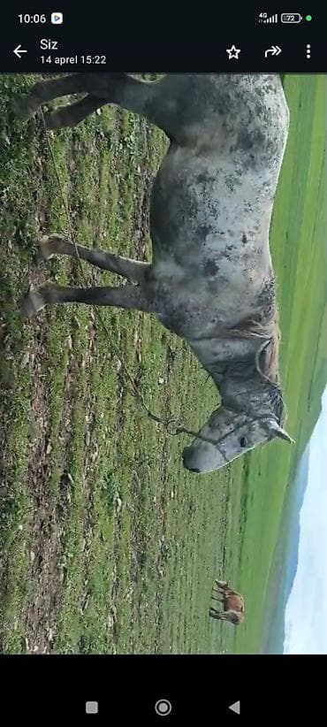 erkek dana satilir: Erkək, Qarabag, il: 10 — 2