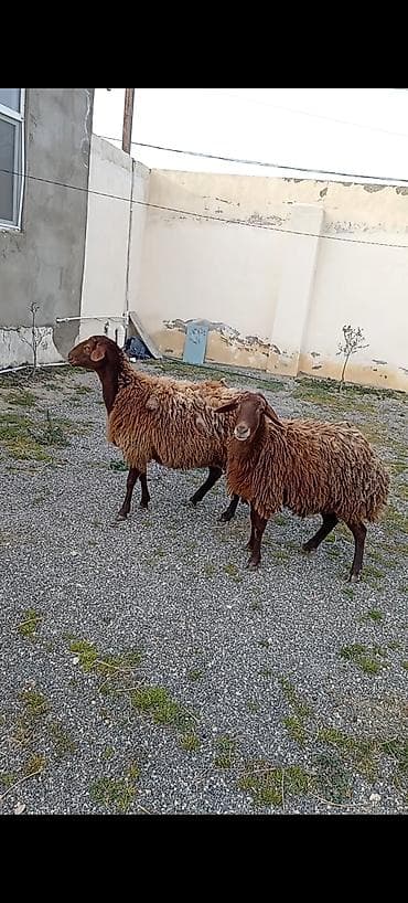 Dişi, Qala, il: 1, 50 kq, Damazlıq, Ünvandan götürmə