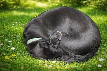 xususi heyvan adlari: Kane-Korso, 1 ay, Dişi, Peyvəndli — 4