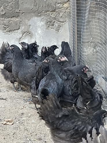 iller: Toyuq, Damazlıq — 2