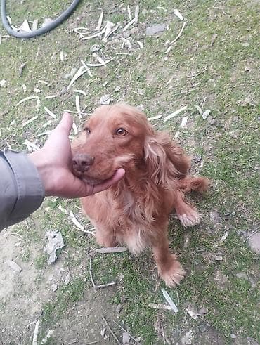 кокер спаниель: Кокер спаниель, Самка, Платная доставка — 5