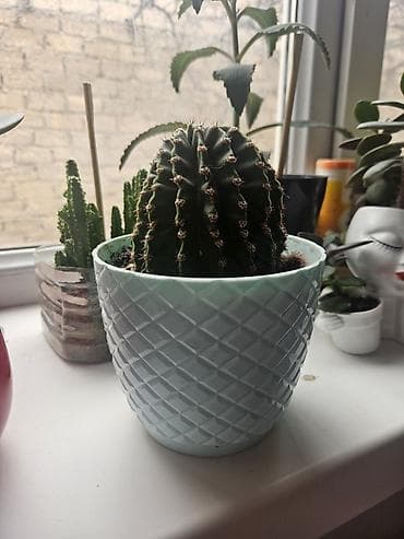 şam ağac: Dekorativ sukulentlər (pul ağacı) və kaktuslar. qiymətlərini qeyd — 9