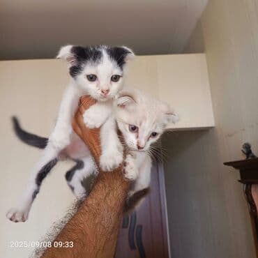 balaca pişik şəkilləri: Sevimli pişik balaları - İki balaca pişik: biri ağ-qara naxışlı — 1