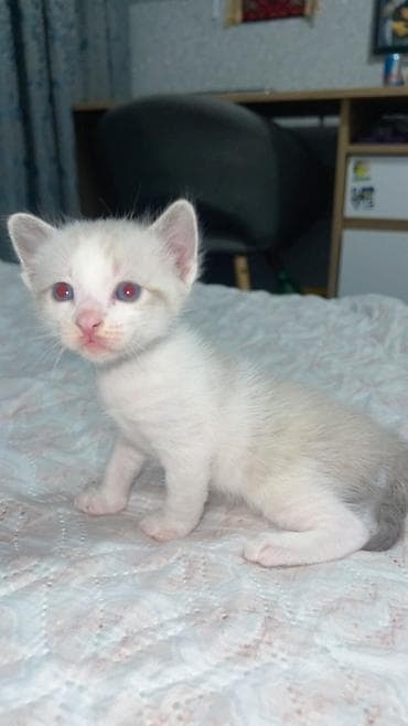 siam pisiyi haqqinda: Siam, Erkək — 4