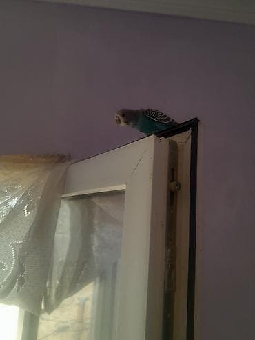 papuqay növləri: Dalmatin naxışlı mavi-bəyaz rənglərdə dalğalı tutuquşu (budgerigar) — 1