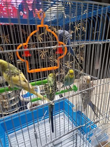 qus qefes: Bülbül (dalğalı papuqay) quşları və qəfəs dəsti -quslar satilir — 4
