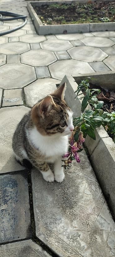şotland pişiyi cutlesdirmek: Tabbi, Dişi, Yaxşı əllərə, Pulsuz çatdırılma — 4