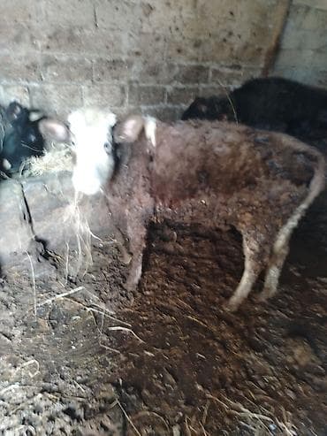 Salam diwi dana satilir anasi 20 letir sut verendi reyal alici. Yiga