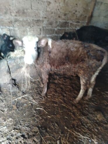 mal qara: Salam diwi dana satilir anasi 20 letir sut verendi reyal alici. Yiga — 1