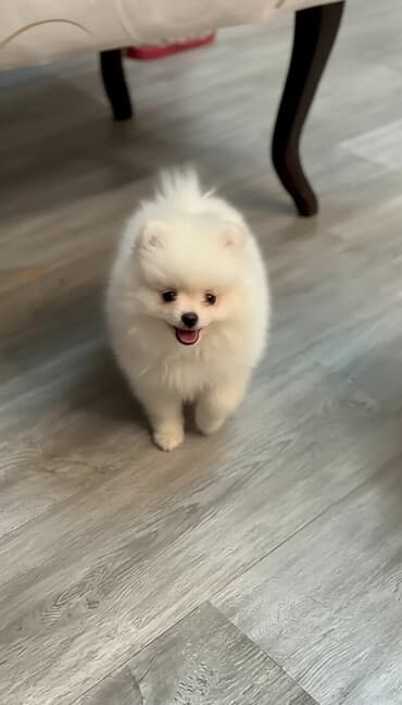 pidbul balası: Şpitz, 2 ay, Erkek, Ünvandan götürmə, Ödənişli çatdırılma — 1