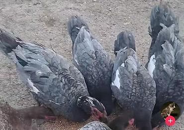 K/t heyvanları və malları: Muscovy ördəkləri – boz-qara rəngli lələk örtüyü, bəzi fərdlərdə ağ — 1
