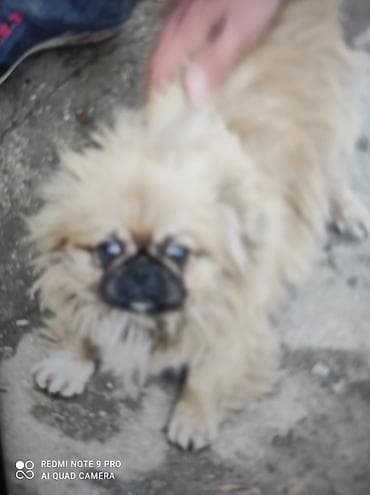 balaca it sekilleri: Pekines, 11 ay, Erkek — 4
