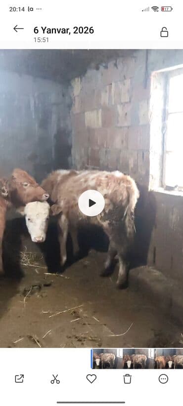 Dana, buzov: Salam super erkək danalar satilır 1 qarısiqdi Real alıcılar zəng etsin — 2