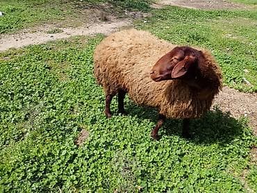 sud veren keci: Təmiz Qala cinsi sağlam heyvandir — 1
