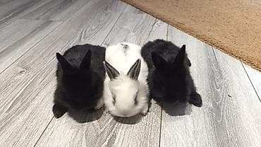 dovşa: Yerli ile karlikin qarişiqi. Tek 8azn. Top. Razilasma yolu ile — 4