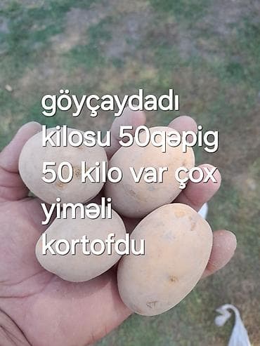 toyuq məhsulları: Məhsul: Yeməlik kartof Təsvir: - Göyçay bölgəsindən yerli kartof. - — 1
