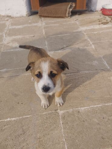 Yuvalar: Zvanok it balasi satilir 1 ayliqdi tam saglam heyvandi — 8