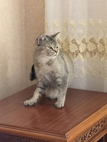 Pişiklər: Şinşilla, Dişi — 4