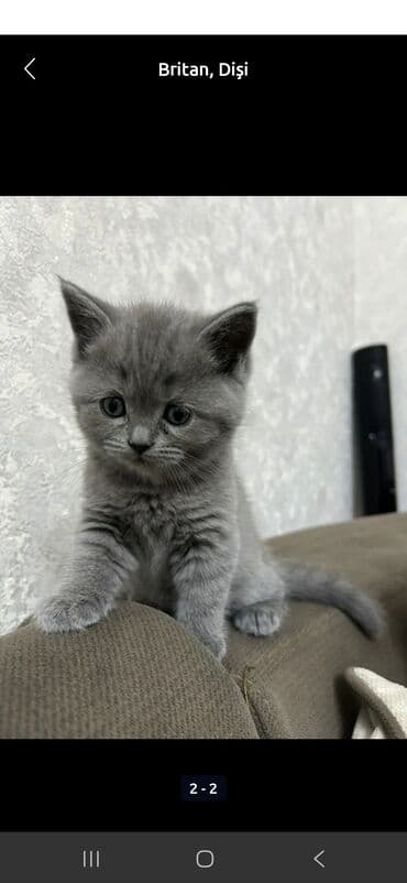 ev heyvanı: Самец — 3