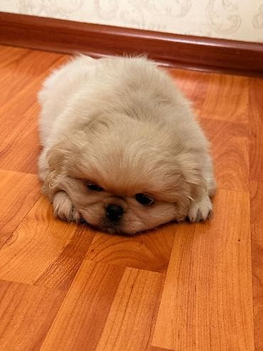 doyus itleri: Pekines, 2 ay, Erkek, Ünvandan götürmə — 2