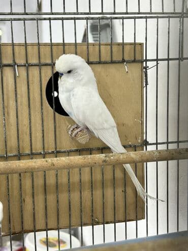 ən ucuz pişiklər: Təmiz qan ayağı üzüqlü qəydiyatlı altı balalı çexler cütlükler — 11