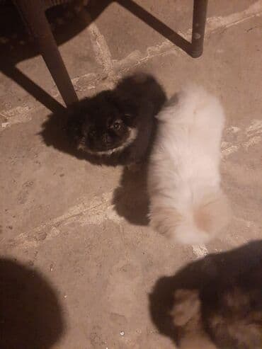 balonka türkçe ne demek: Pekines, 3 ay, Erkek — 3