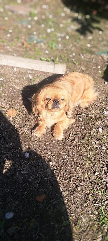 итлер: Пекинес — 2