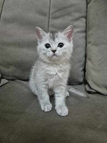 qus satisi: Britan — 5