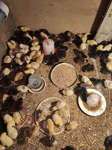 heyvanlara verilen adlar: Другие птицы — 3