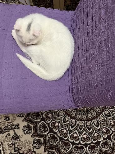 Pişiklər: Şotland yastı qulaq, Erkək, Yaxşı əllərə, Ödənişli çatdırılma — 2