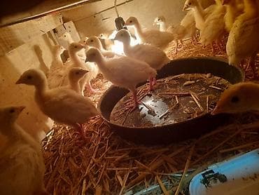 cuce xarkov: Hinduşka cücələri, Ətlik — 1