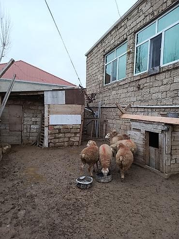 K/t heyvanları üçün mallar: Erkey quzu satılır — 3