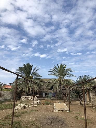 tuya agaci: Məhsul verir. 4-5 m arası 
2 ədəd — 2