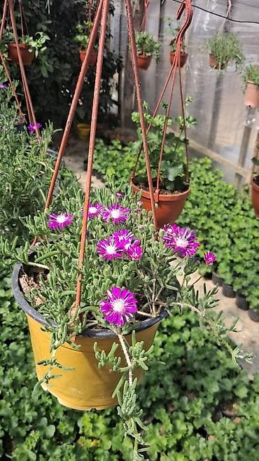 atatürk çiçeyi: Margaritka (Argyranthemum frutescens) kolları – ağ və çəhrayı — 5