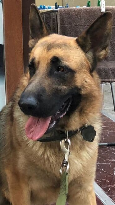 Gəmiricilər: Alman çoban iti, 3 il, Erkek, Ünvandan götürmə — 3