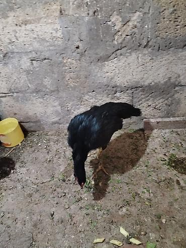 berde mal bazari 2020: Toyuq cücələri, Damazlıq — 3