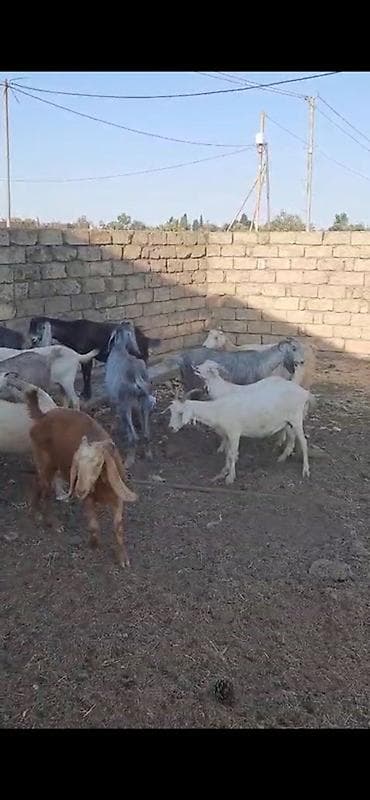 ereb kecisi: 15 baş dişi keçilər satılır südlükdürlər real alıcılar narahat etsin — 2