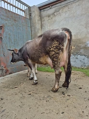 balali inək: 3 qarına doğub 2 gündü doğub bulamadı — 1