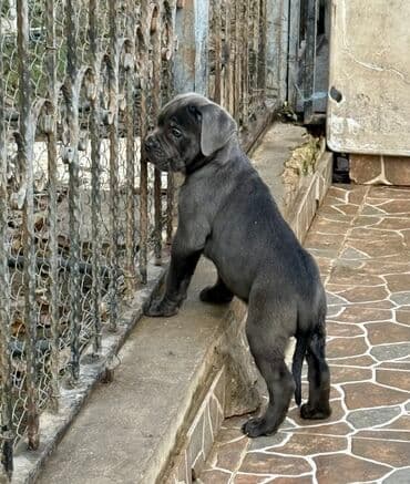 Собаки: Кане-корсо — 38