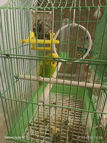 Xanəriç (dalğalı) papağan və qəfəs dəsti Məhsulun tərkibi: -