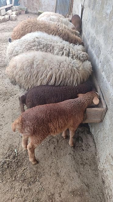 heyvan satisi: 7 Baş heyvandi. 4 ədəd yanibala ( 2erkek 2 dişi balalar) Bir Erkek qoç — 4
