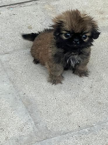 İtlər: Pekines, 3 ay, Ünvandan götürmə — 1