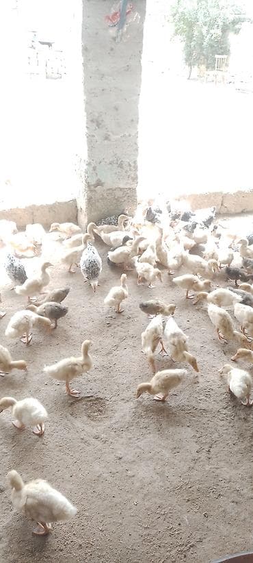 Heyvanlar: Məhsul: Pekin və Kuban ördəkləri və Serebristıy çolpaları — 3