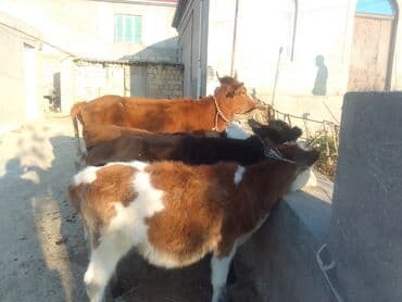 хаски цена в баку: Salam 5 eded disi danadi 2 si 1100 manatdan 3 de 900 manatdam Tam — 2