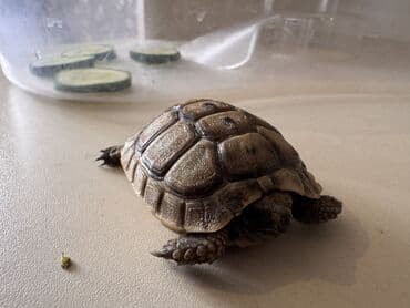 продажа животных в азербайджане: Quru Tısbağasidir 120il yaşayır — 1