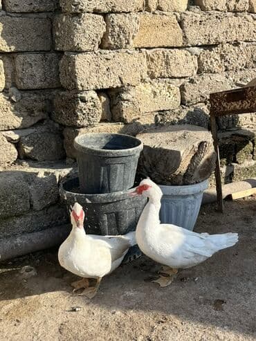 kayuqa ordək: Erkək, | Lal ördək, Damazlıq, Ünvandan götürmə — 1