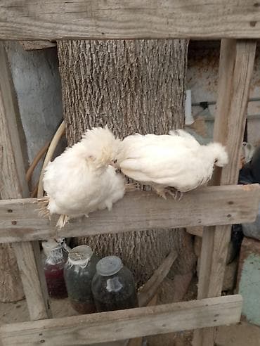 sultan toyuğu: Toyuq, Yumurtalıq — 1