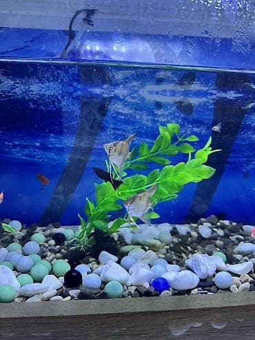 akvaryum satış: 12 cure baliq var icinde.herbirwey var Akvaryuma aid.dest olaraq — 2
