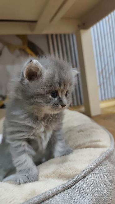 mini spic: Şotland uzun tüklü — 2