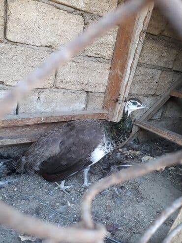 doşan şəkilləri: Məhsul: Tavus quşu (dişi) Təsvir: - Şəkillərdə olan dişi tavus quşu - — 2